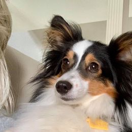 Shetland Sheepdog All Grown Up from Fox Point Farm Toy Shelties