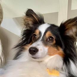 Shetland Sheepdog All Grown Up from Fox Point Farm Toy Shelties