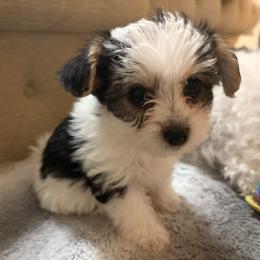 Boy 1 - Piebald male Morkie puppy in Spanaway, Washington from Sabrina's Morkie Poo’s
