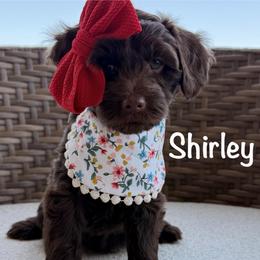 Mint Collar - Chocolate female Goldendoodle puppy in Blanchard, Oklahoma from Dream Doodles by Dondi