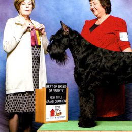 Airedale Terriers and Giant Schnauzers from Tailwind Kennel