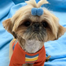 Lego - Shih Tzu