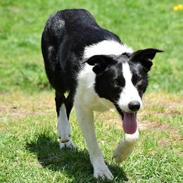 Becca - Border Collie