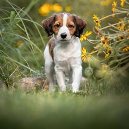 Nederlandse Kooikerhondje Puppies from Driftless Kooikerhondjes