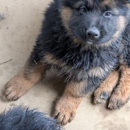 Puppy A - Black and red male German Shepherd puppy in Stuarts Draft, Virginia from Shengulli Shepherds