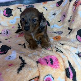 Maple - Dapple female Dachshund puppy in Lake City, Florida from My Ditzy Doxies of Florida