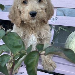 Kia - Apricot female Irish Doodle puppy in Home, Pennsylvania from Plum Creek Acres Next Generation