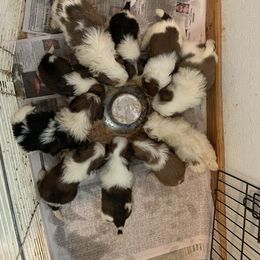 Shih Tzu Puppies from Dorothy Agrippino's Shih Tzus