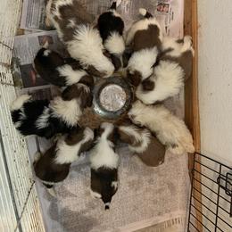 Shih Tzu Puppies from Dorothy Agrippino's Shih Tzus
