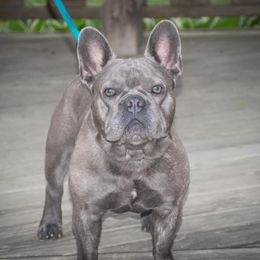 French Bulldogs from Londry’s Frenchie Family