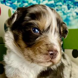 Nadia - Red merle female Australian Shepherd puppy in West Union, Iowa from Boundless Hearts Australian Shepherds LLC
