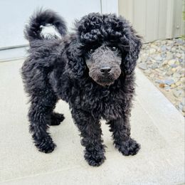 Charlie - Blue male Poodle puppy in Princeton, North Carolina from Boon Hill Poodles