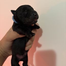 Liam - Black male Scottish Terrier puppy in Stanford, Kentucky from Bluegrass Scottish Terriers