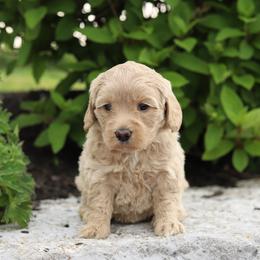 Yellow - Cream female Australian Labradoodle puppy in Williamstown, New York from Lewis Manor Labradoodles