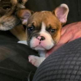 Boy 3 - Fawn and white male French Bulldog puppy in North Platte, Nebraska from Honey Hole Frenchies