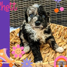 Boy 1 - Blue merle Bernedoodle puppy in Ohio from Mini Doodle Buddies
