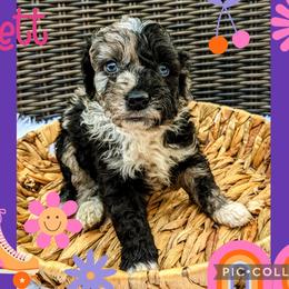 Boy 1 - Blue merle Bernedoodle puppy in Ohio from Mini Doodle Buddies