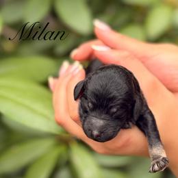 Milan - Phantom male Poodle puppy in Eugene, Oregon from Mount Zion Kennels
