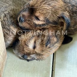Girl 2 - Red female Norwich Terrier puppy in North Carolina from Nottingham Norwich