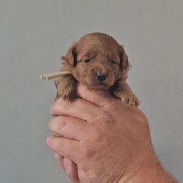 Ruby- Cream collar - Red female Cavapoo puppy in South Jordan, Utah from Lucky Doodle Pups