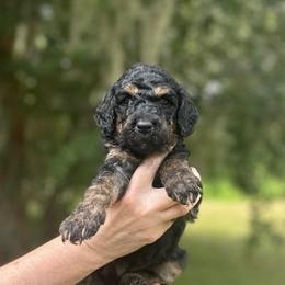 Aria - Phantom female Goldendoodle puppy in Sanderson, Florida from Serenity Goldendoodles