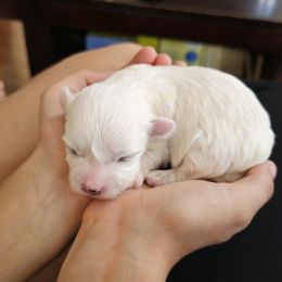 Australian Shepherd and Shichon Puppies from Robertson's Dream Ranch Aussies & Teddy's