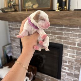 Purple - Parti female Goldendoodle puppy in Ruthorfordton, North Carolina from Duncan Doodles Goldendoodles