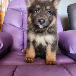 FLIK - Blue male German Shepherd puppy in Los Lunas, New Mexico from Mali's German Shepherds