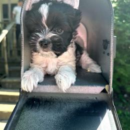 Nova - Parti female Yorkshire Terrier puppy in Mattoon, Illinois from Strohlz Yorkies
