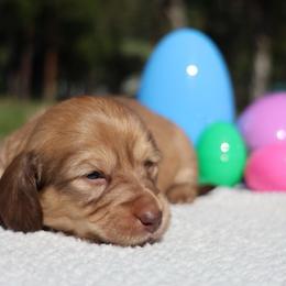 Gumdrop (light pink collar) - Cream female Dachshund puppy in Prospect, Oregon from Spunky Sausage Pups