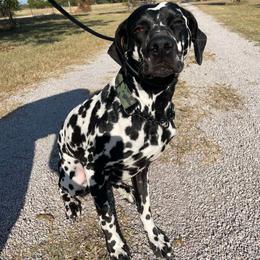Dalmatian All Grown Up from Mainstreet Dalmation