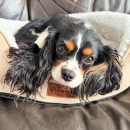 Pom Pom - Cavalier King Charles Spaniel