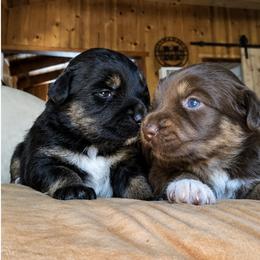 Australian Shepherd Puppies from McElroy Homestead Austrailian Shepherds