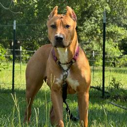 HONEY - Fawn sable female American Bully puppy in Texas from TEXAS BULLY FAMILY