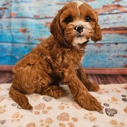 Ranger - Red male Cavapoo puppy in Lebanon, Missouri from Leerose Puppies