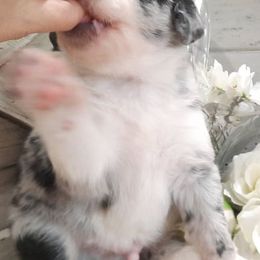 Aussiedoodles and Australian Shepherds from Miniature Angels Farm