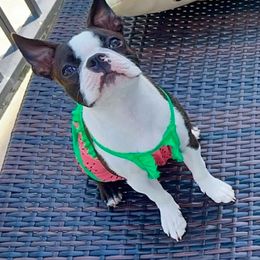 Boston Terrier Puppies from Bethelbreeders