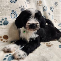 Bruce - Black and white male Tibetan Terrier puppy in Lane County, Oregon from Zara Tibetan Terriers