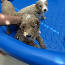 Goldendoodle Puppies from Darling Doodles