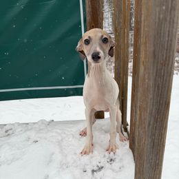 Rocky - White and fawn male Italian Greyhound puppy in Wilkes Barre, Pennsylvania from Laraz Pupz