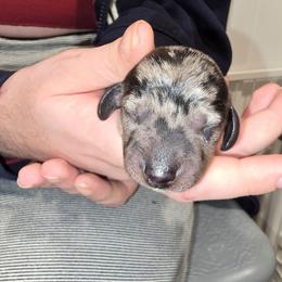 Mr. Dapple - Dapple male Dachshund puppy in Barre, Massachusetts from Central Mass Dachshunds