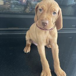 Boy 2 - Violet Collar - Golden rust Vizsla puppy in Suffolk, Virginia from JC Vizsla’s