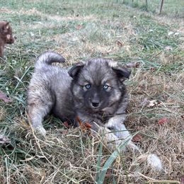 Red - Agouti and white female Siberian Husky puppy in Jonesborough, Tennessee from Dry Creek Siberians