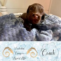Coach (light blue) - Chocolate male Cavapoo puppy in West Haven, Utah from Harper Haven Cavapoos & Doodles