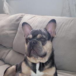 Buddy - French Bulldog
