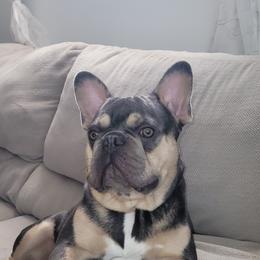 Buddy - French Bulldog