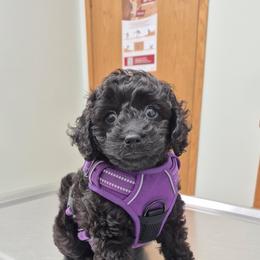 Cavapoo, Cockapoo, Maltipoo, and Poodle Puppies from Heavenly Puppies to Love