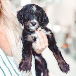 Amaretti - Tri-color male Bernedoodle puppy in Jackson, Missouri from Pincksten Family Doodles