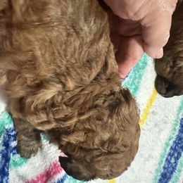 Brindle girl with back white feet - Brown female Cavapoo puppy in Southside, West Virginia from Double Diamond Cavapoos
