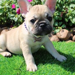 French Bulldog Puppies from Cortney’s Frenchie Farm